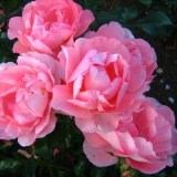 Жарден де франс_0x160 Любимый сад